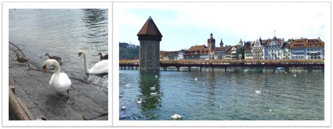 Lucerne_swan